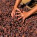 fighting labor trafficking in cocoa and chocolate production