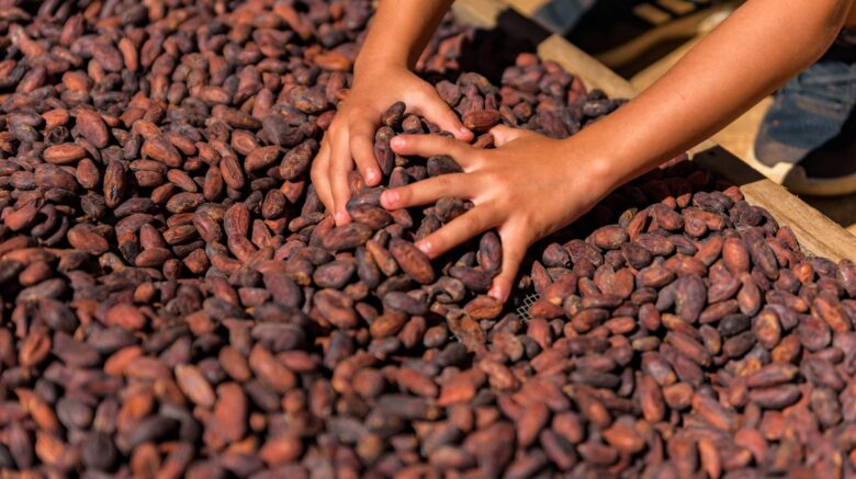 fighting labor trafficking in cocoa and chocolate production